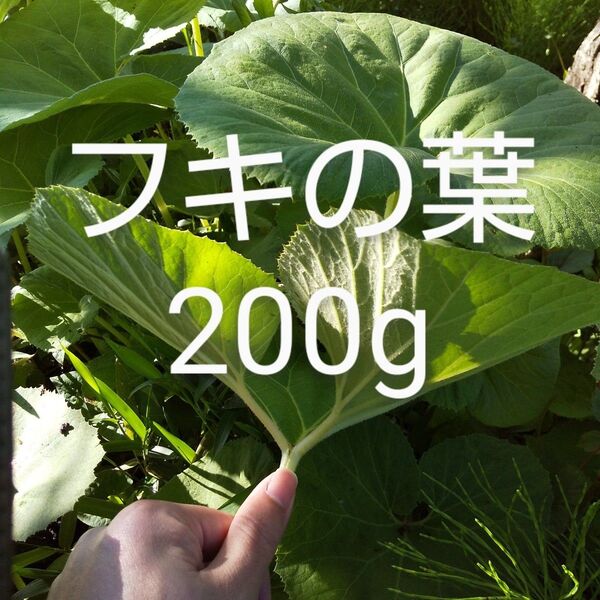 ふきの葉 約200g 新鮮 農薬不使用