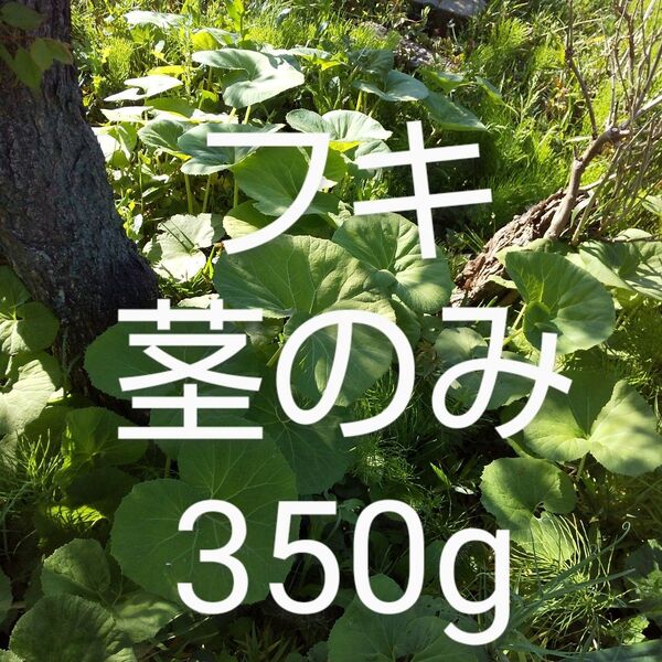 ふき 茎のみ 約350g 新鮮 農薬不使用