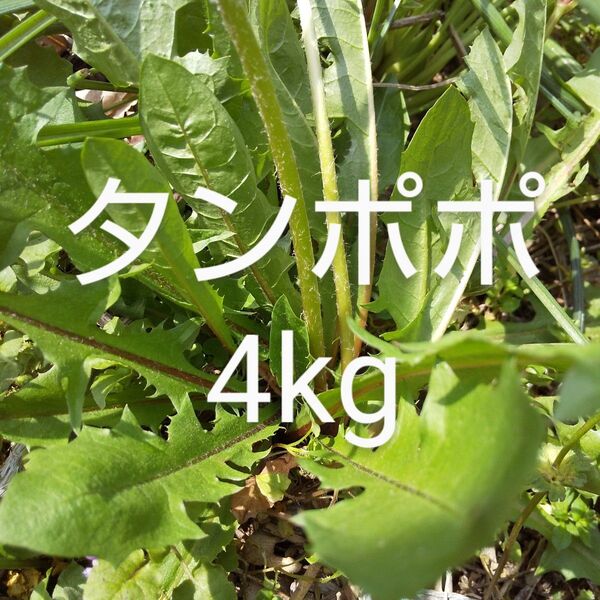 タイムセール タンポポ 約4kg 新鮮 農薬不使用