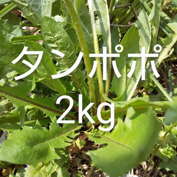 タイムセール タンポポ 約2kg 新鮮 農薬不使用