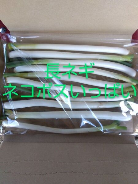 長ネギ ネコポス 農薬不使用