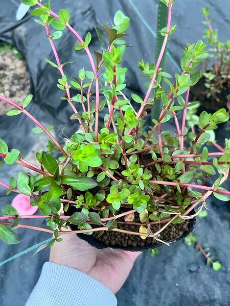 【根付き】有茎草mix