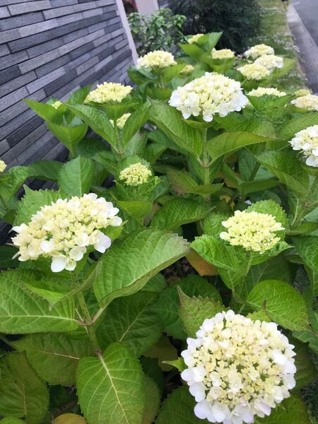 紫陽花挿し穂3本