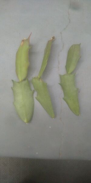 多肉植物 シャコバサボテン 挿し穂3本 クラッスラ