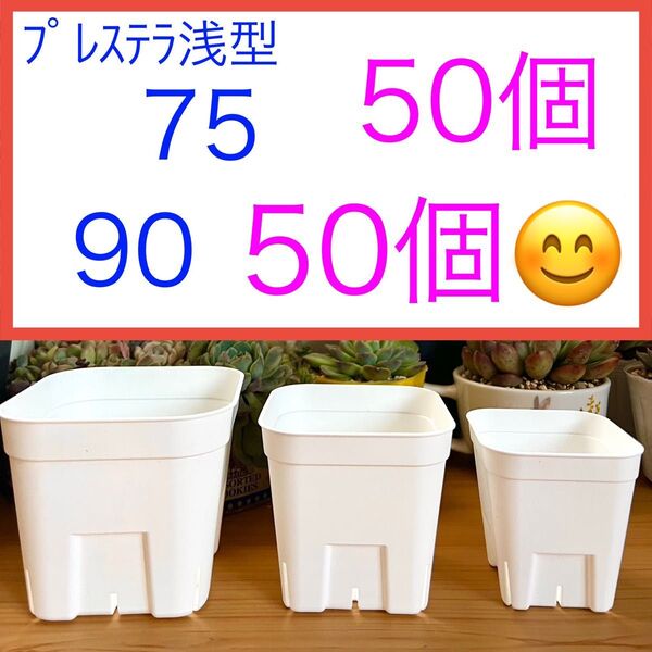 E④ プレステラ浅型お得セット★ 【75サイズ50個】【90サイズ50個】白★