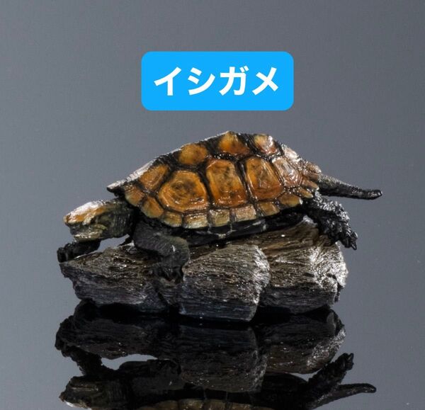 いきもの大図鑑ミニコレクション カメ01 イシガメ