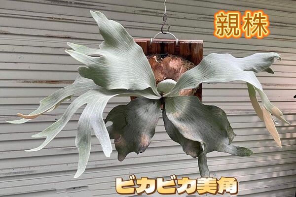 ビカクシダP. ‘Griffin’ sporeling