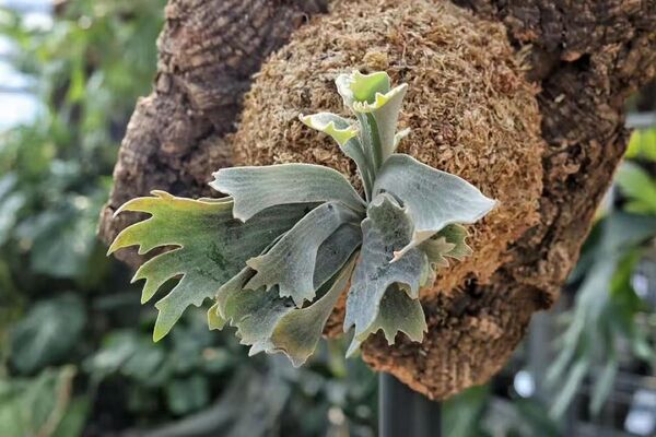 ビカクシダ P.willinckii 'Robin' TC (P.willinckii 'Spur' TC) 胞子体 #28