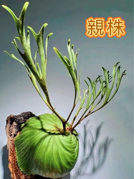 ビカクシダ P. Ridleyi Nano sporeling