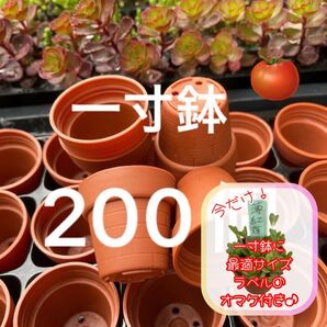 一寸鉢 200個セット 1号鉢 1号ポット 1号プラ鉢 A