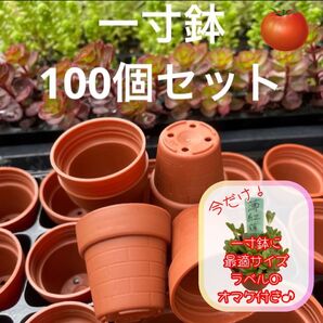 一寸鉢 100個セット 1号鉢 1号ポット 1号プラ鉢