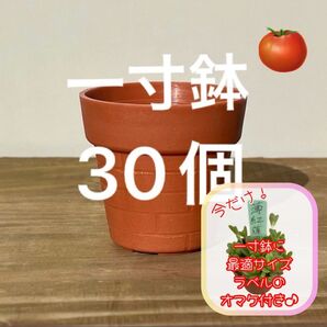 一寸鉢 30個セット 1号鉢 1号ポット 1号プラ鉢