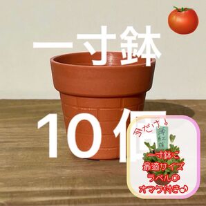 一寸鉢 10個セット 1号鉢 1号ポット 1号プラ鉢