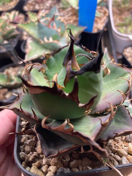 アガベ ハデス agave