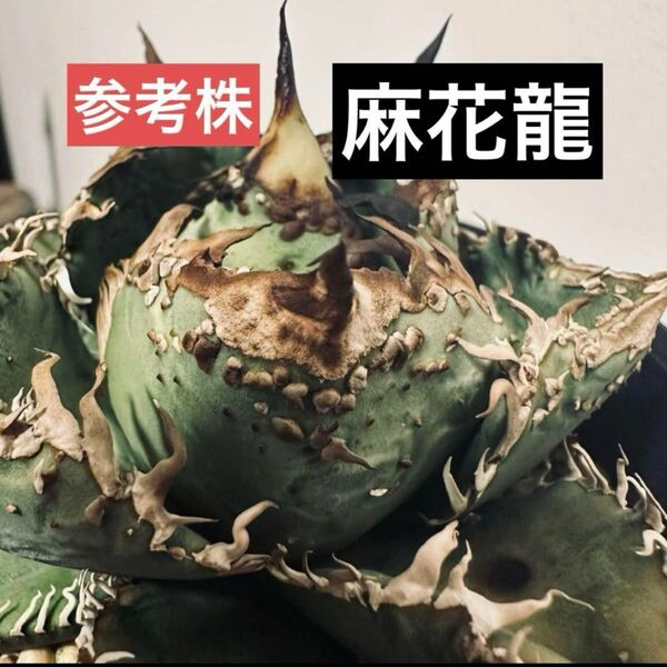 m67 高級品種 麻花龍 チタノタ アガベ 台湾 ブツブツ系 優良血統 金蟾 蚩尤