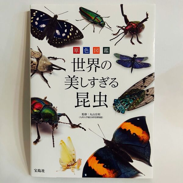 宝島社 世界の美しすぎる昆虫 丸山宗利 監修 九州大学総合研究博物館 原色図鑑 教育 知育 本 趣味 アウトドア 図鑑 自由研究