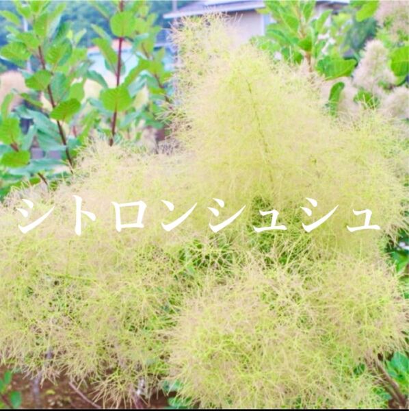 スモークツリー 苗 シトロンシュシュ 苗木 雌株