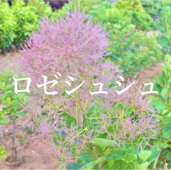 スモークツリー 苗 ロゼシュシュ 苗木 雌株