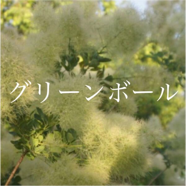 スモークツリー 苗 グリーンボール 苗木 雌株
