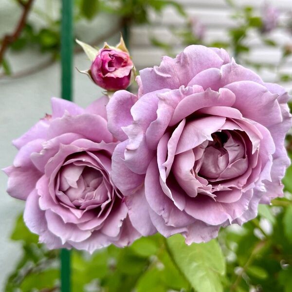 薔薇挿し木苗