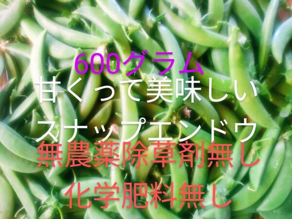 スナップエンドウ