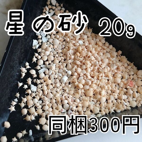 沖縄県産 星の砂 20g *mika*