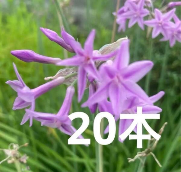 ツルバキア苗 20本