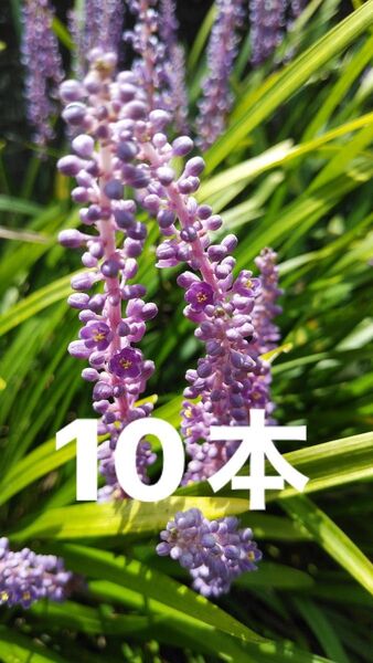 ヤブラン 抜き苗 10本