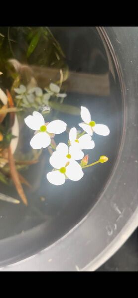 ナガバオモダカ 3株