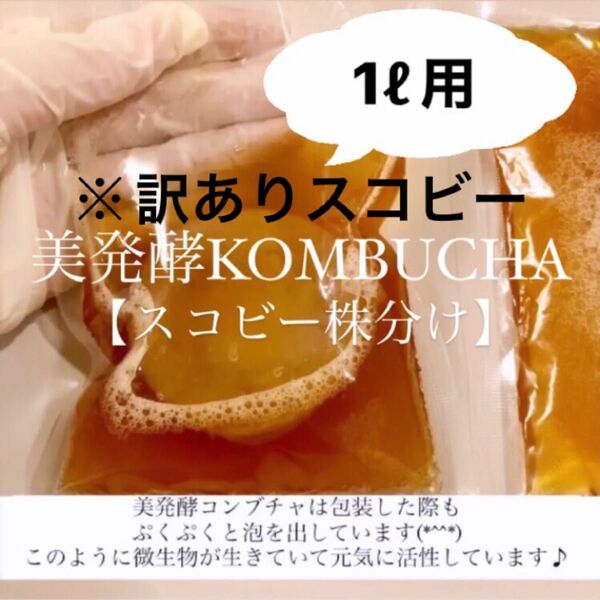※訳ありスコビー コンブチャ1リットル作成用 紅茶きのこ