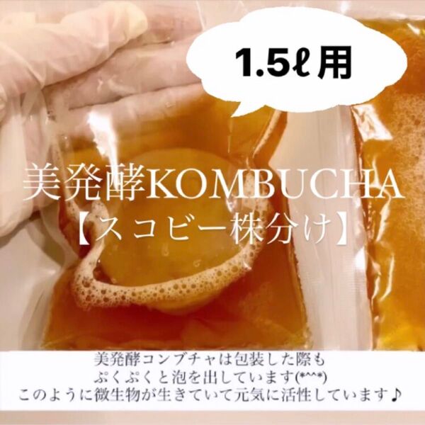 1.5L作成用 美発酵コンブチャ スコビー株分け コンブチャ マザー菌株