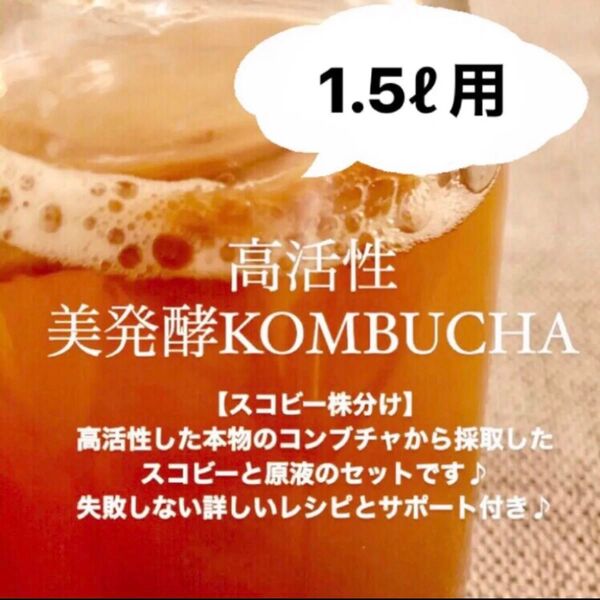 1.5リットル作成用 美発酵 コンブチャ マザー菌株 スコビー株分け コンブチャクレンズ 紅茶きのこ