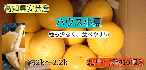 高知県安芸産 ハウス小夏2 Lサイズ 約10個入り 送料無料