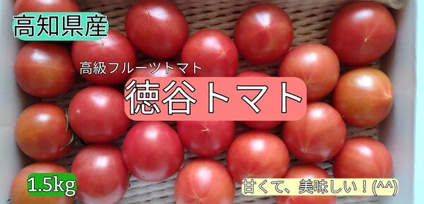 高知県産 徳谷トマト フルーツトマト 送料無料 約1.5kg