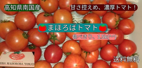 高知南国産 まほろばトマト たべきり1.5k(^^) 嬉しい送料込み(^o^) お買い得トマト