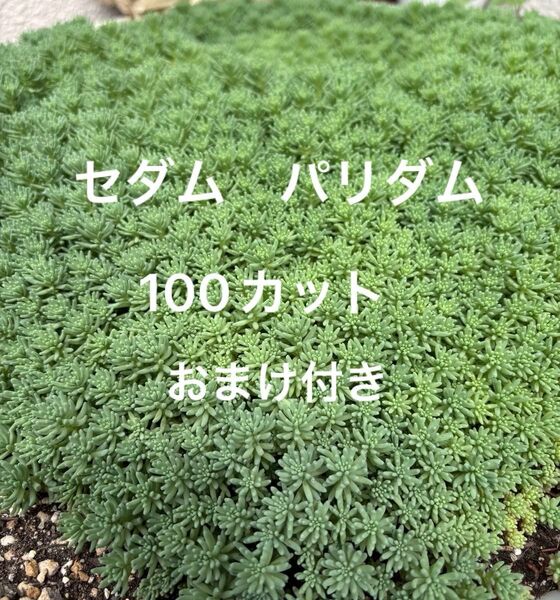 多肉植物☆セダムパリダムのカット苗!100苗 おまけ付き 種類の違うセダム気持ち程度