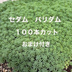 多肉植物☆セダムパリダムのカット苗!100苗 おまけ付き 種類の違うセダム気持ち程度