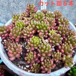 【レッドベリー】カット苗発根中5本 セダム多肉植物 追加1本毎に+75円 パリダムおまけ付き