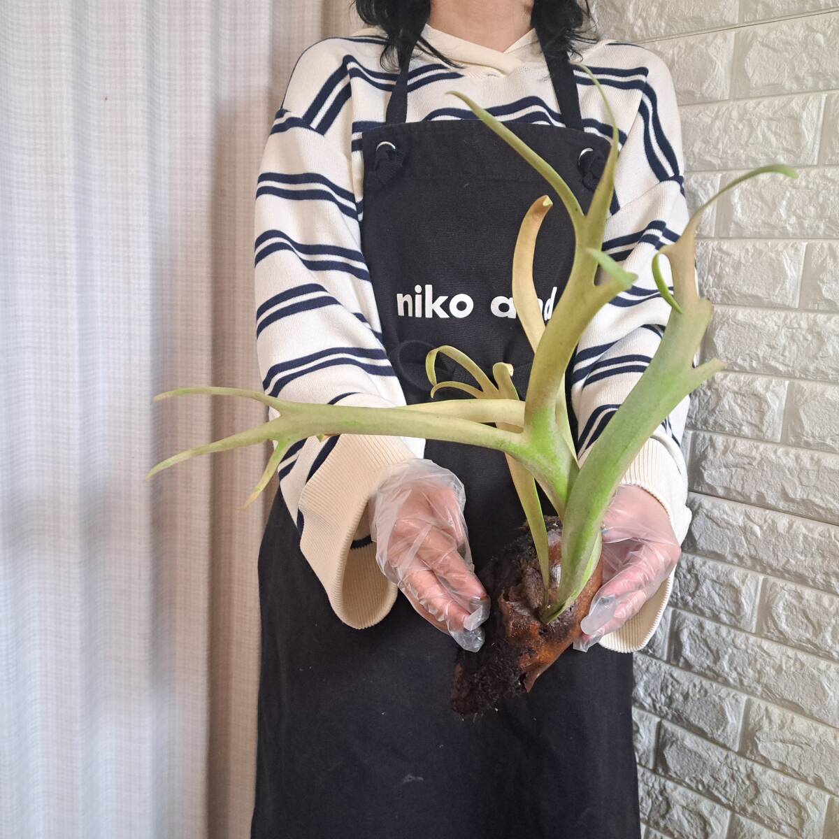 Yahoo!オークション -「Platycerium willinckii」の落札相場 Yahoo!オークション -「Platycerium willinckii」の落札相場