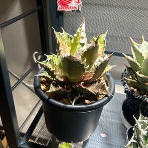 2株セット!アガベ チタノタ レッドキャットウィーズル ゴリ猫 多肉植物 オテロイ 強棘 Agave AGAVE