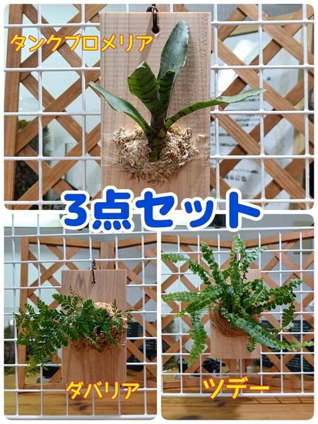 タンクブロメリア・ダバリア・ツデー板付け 3点セット