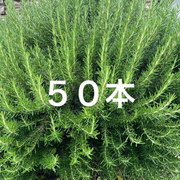 ローズマリー50本