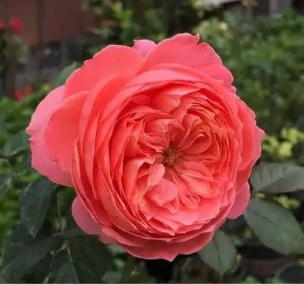 希少 切花品種 薔薇苗 挿木苗 フ2