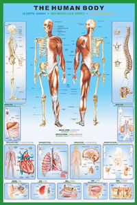 * health [ The hyu- man body / human body anatomy map ][- PP-30727] poster [ new goods ]