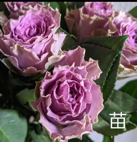 ケニアローズ 薔薇苗 パープル 波状花弁 輸入薔薇 切り花 バラ苗