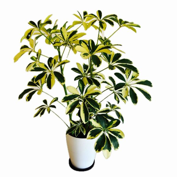 シェフレラ カポック 斑入り 観葉植物 鉢植え
