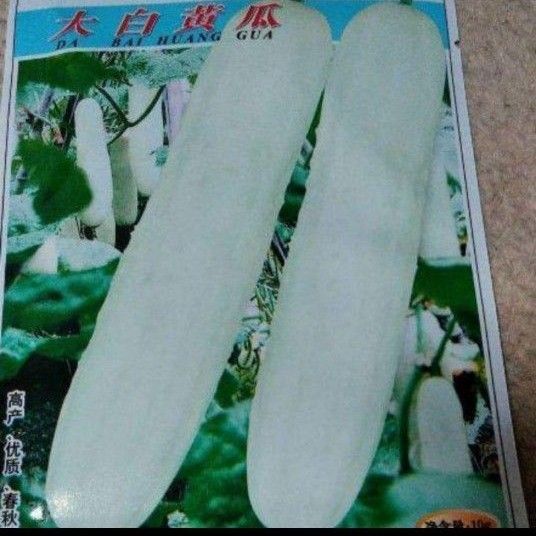 希少 キュウリ きゅうり 胡瓜 白い品種8粒