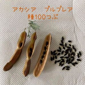 アカシア プルプレア 種100粒 匿名配送