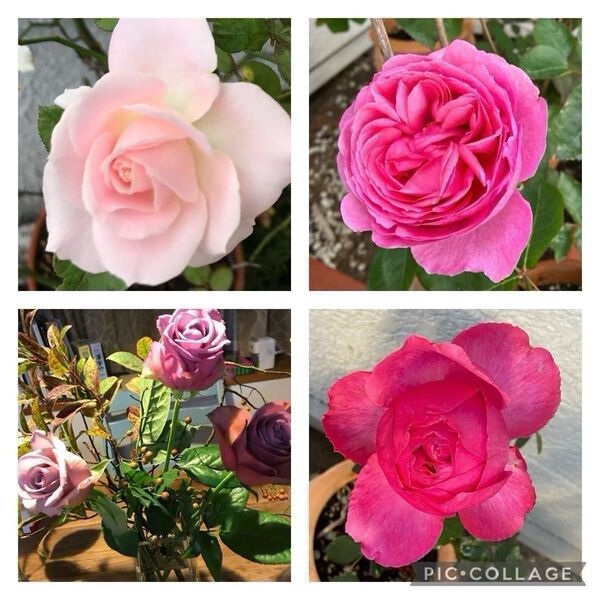 薔薇の苗 挿し木 お任せ 2つ