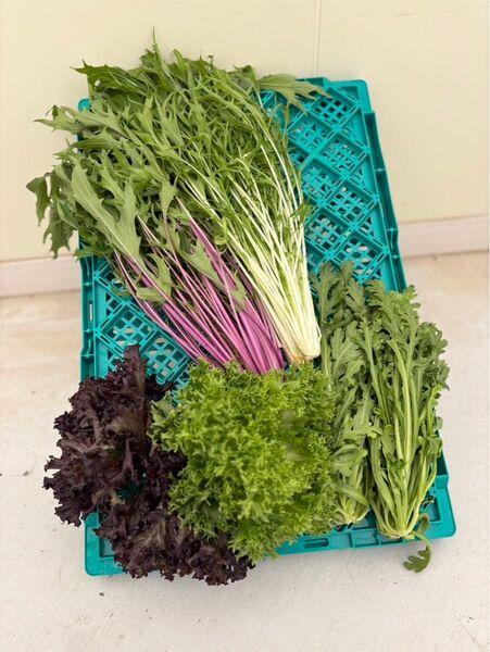 水耕栽培 サラダセット フリルレタス サラダ水菜 サラダ春菊